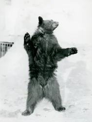 A Black Bear Standing in Its Enclosure, on the Mappin Terraces, at London Zoo in 1917